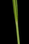 White edge sedge